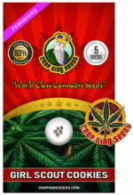 Girl Scout Cookies Strain Feminized Marijuana Seeds