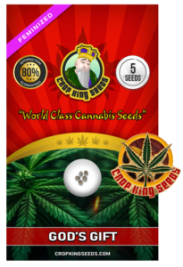 God’s Gift Strain Feminized Marijuana Seeds