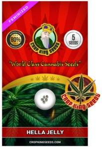 Hella Jelly Strain Feminized Marijuana Seeds