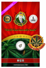 RS11 Strain Feminized Marijuana Seeds