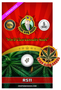 RS11 Strain Feminized Marijuana Seeds