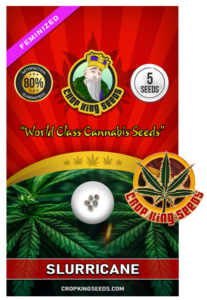 Slurricane Strain Feminized Marijuana Seeds