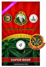 CKS Super Boof Strain Feminized Marijuana Seeds