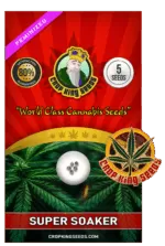 Super Soaker Strain Feminized Marijuana Seeds -CKS