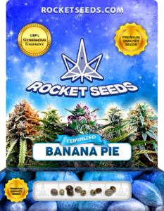 Banana Pie Strain Feminized Marijuana Seeds