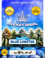 Blue Lobster Strain Feminized Marijuana Seeds