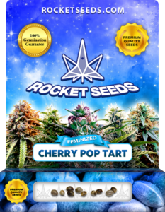 Cherry Pop Tart Strain Feminized Marijuana Seeds