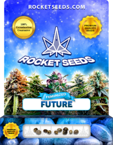 Future Strain Feminized Marijuana Seeds