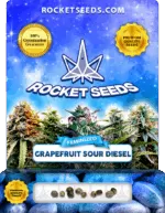 Grapefruit Sour Diesel Strain Feminized Marijuana Seeds