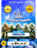 Hibiscus Strain Feminized Marijuana Seeds