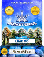 Lime OG Strain Feminized Marijuana Seeds