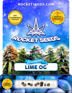 Lime OG Strain Feminized Marijuana Seeds