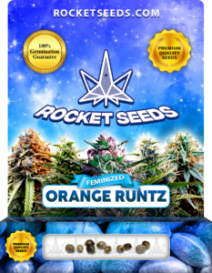 Orange Runtz Strain Feminized Marijuana Seeds