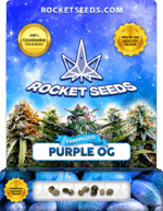 Purple OG Strain Feminized Marijuana Seeds