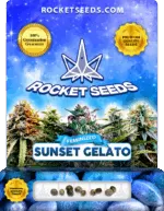 Sunset Gelato Strain Feminized Marijuana Seeds
