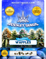 Waffles Strain Feminized Marijuana Seeds