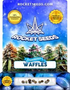 Waffles Strain Feminized Marijuana Seeds