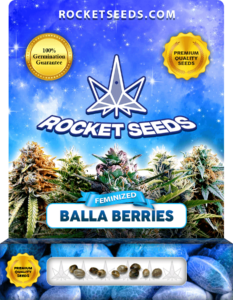 Balla Berries Strain Feminized Marijuana Seeds