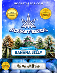 Banana Jelly Strain Feminized Marijuana Seeds