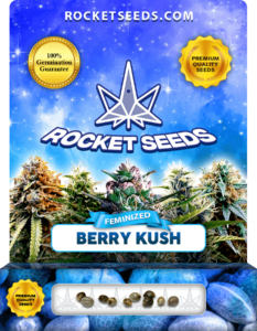 Berry Kush Feminized Marijuana Seeds