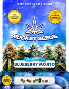 Blueberry Mojito Strain Feminized Marijuana Seeds