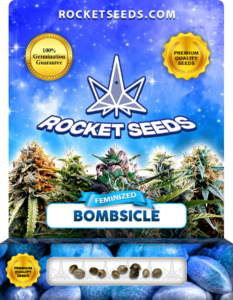 Bombsicle Strain Feminized Marijuana Seeds