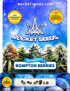 Bompton Berries Strain Feminized Marijuana Seeds