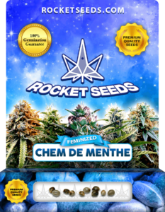 Chem De Menthe Strain Feminized Marijuana Seeds