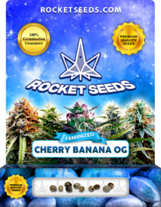 Cherry Banana OG Strain Feminized Marijuana Seeds