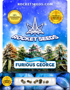 Furious George Strain Feminized Marijuana Seeds