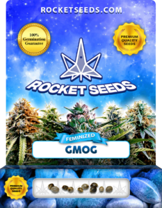 GMOG Strain Feminized Marijuana Seeds