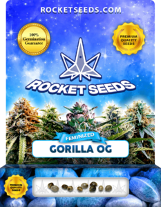 Gorilla OG Strain Feminized Marijuana Seeds