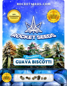 Guava Biscotti Strain Feminized Marijuana Seeds