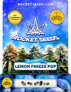 Lemon Freeze Pop Strain Feminized Marijuana Seeds