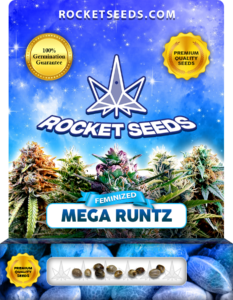 Mega Runtz Strain Feminized Marijuana Seeds