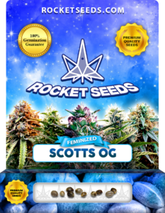 Scotts OG Strain Feminized Marijuana Seeds