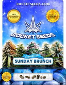 Sunday Brunch Strain Feminized Marijuana Seeds