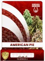 American Pie Strain Feminized Marijuana Seeds