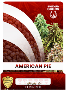 American Pie Strain Feminized Marijuana Seeds