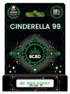 Cinderella 99 Strain Feminized Marijuana Seeds