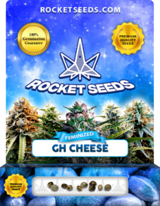 GH Cheese Strain Feminized Marijuana Seeds