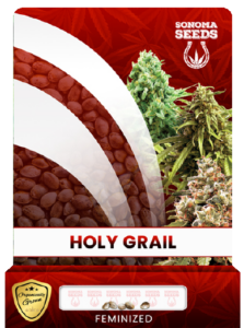 Holy Grail Strain Feminized Marijuana Seeds