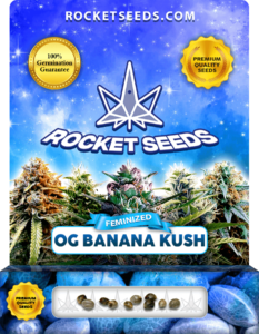 OG Banana Kush Strain Feminized Marijuana Seeds