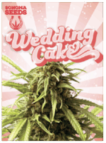 SNM Wedding Cake Feminized Marijuana Seeds
