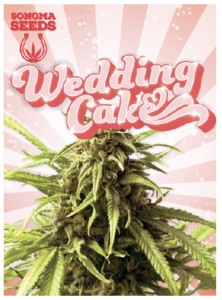 Wedding Cake Strain Feminized Marijuana Seeds