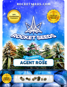 Agent Rose Strain Feminized Marijuana Seeds