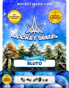 Bluto Strain Feminized Marijuana Seeds