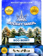Boo Berry Strain Feminized Seeds