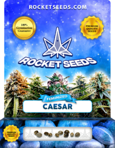 Caesar Strain Feminized Seeds