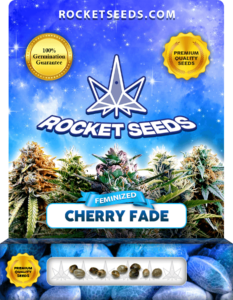 Cherry Fade Strain Feminized Marijuana Seeds